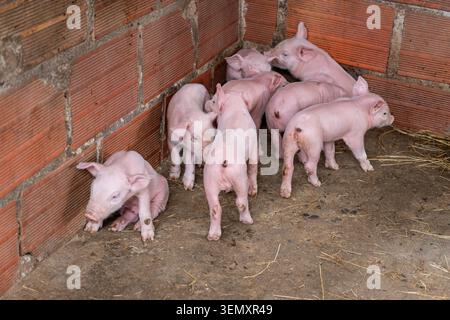 Group of small pink piglets standing and resting in a barn pen on hay and mud, illustrating young swine in a rural livestock setting for farming and a Stock Photo