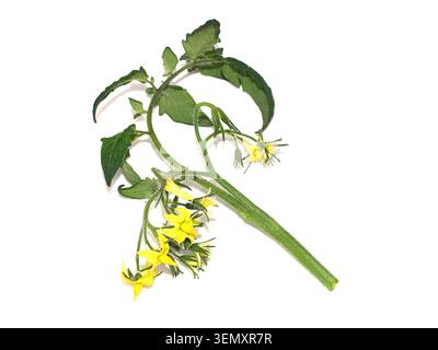 Tomato Plant Flowering Cluster Isolated on White Background Stock Photo