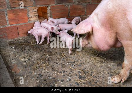 Pink piglets huddled around their sow in a barn pen on straw and dirt, illustrating family bonding, animal husbandry and commercial pig farming in a r Stock Photo