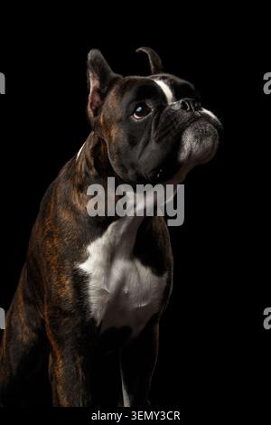 Close-up Portrait of Funny Purebred Boxer Dog Brown with White Fur Color Stare up and close mouth with annoyed Isolated on Black Background Stock Photo