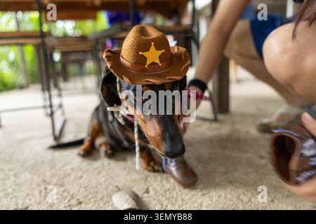 Dog hat costume star pet cowboy dachshund brown indoor portrait, dog wearing brown cowboy hat with star badge, playful pet costume scene on floor with Stock Photo