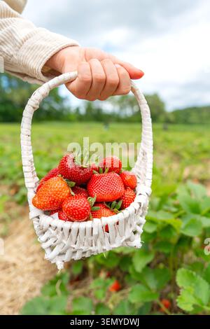 Vertical close up of a child's hand firmly holding a small white wicker basket filled with ripe red strawberries. The background shows a blurry green Stock Photo