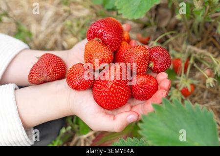 Close up of a child's open palms holding a large handful of freshly picked big red ripe strawberries. The background shows blurry green leaves and dry Stock Photo