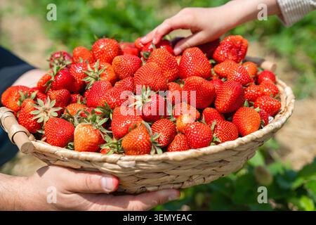 Close up of a child's hand gently reaching out to take a ripe red strawberry from a wicker basket held by an adult. The scene is set outdoors on a Stock Photo