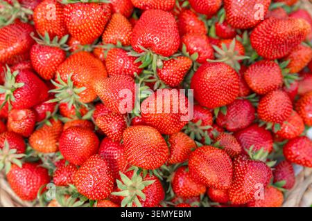 Full frame background of many freshly picked ripe red strawberries with small green leaves. A vibrant macro texture showcasing juicy summer berries in Stock Photo