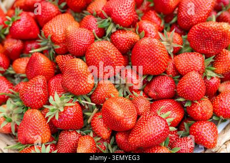 Macro shot of harvested sweet strawberries filling the entire frame. Beautiful texture of fresh agricultural crop with tiny seeds and green sepals Stock Photo