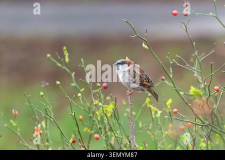 Male house sparrow (Passer domesticus) perched on wild rose stem with red rose hips, London, England, UK Stock Photo