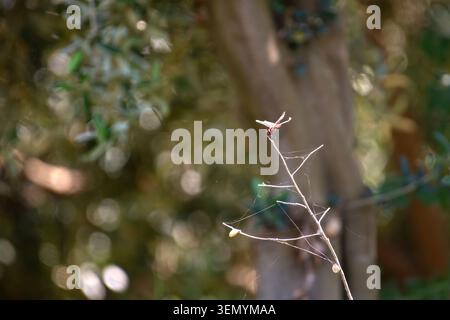 Dragonfly Perched on Top of a Dry Twig with Blurred Green Trees Background Stock Photo