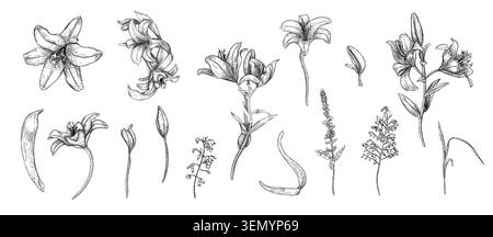 Lily flower illustrations set in black white vector isolated. Hand drawn floral elements for design weddings, Easter celebrations, baptisms, communion Stock Vector