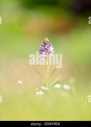 A Common Spotted Orchid beginning to bloom amongst grass at the side of a lake in Lancashire, UK Stock Photo