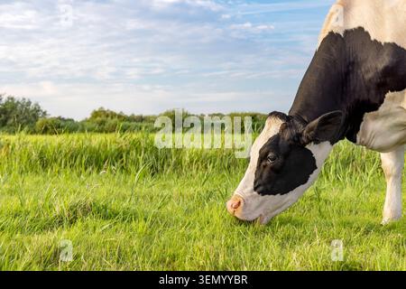 Grazing cow, profil side view, eating blades of grass, black and white, a cows pink snout in a green grass pasture Stock Photo