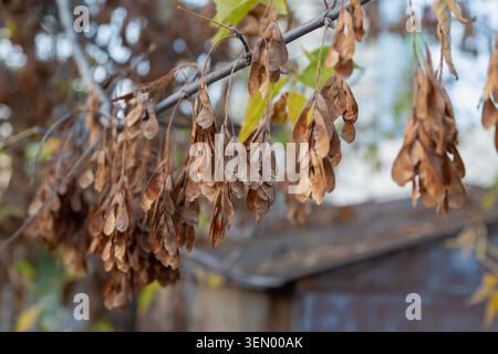 Close up of maple branch with dry brown samaras hanging in clusters on thin stalks. Stock Photo