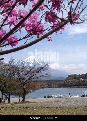 Picturesque spring landscape with blooming pink sakura branches in the foreground overlooking the majestic snow-covered Mount Fuji and a serene lake. Stock Photo