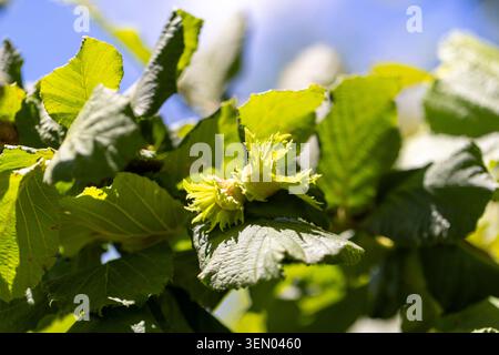 Green hazelnuts developing on a branch under a sunny sky, surrounded by vibrant leaves, symbolizing growth and natural bounty Stock Photo