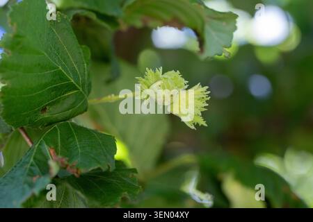 Unripe green hazelnuts developing on a branch amidst fresh leaves, symbolizing growth and natural abundance Stock Photo