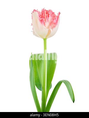 Single pink fringed tulip flower with green leaves isolated on white background. Vertical studio shot with copy space. Stock Photo