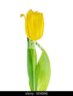 Single yellow fringed tulip flower with green leaves isolated on white background. Vertical studio shot with copy space. Stock Photo