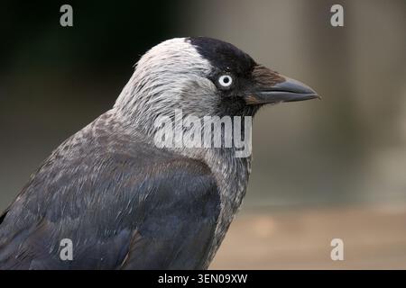 Western Jackdaw, Coloeus monedula, pale nape and sides of the neck, a dark throat, and a light grey partial collar Stock Photo