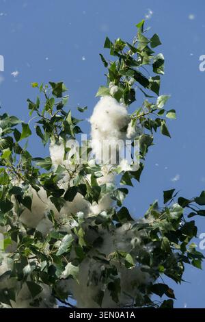 White fluffy seed tufts of Black Poplar Populus nigra Stock Photo