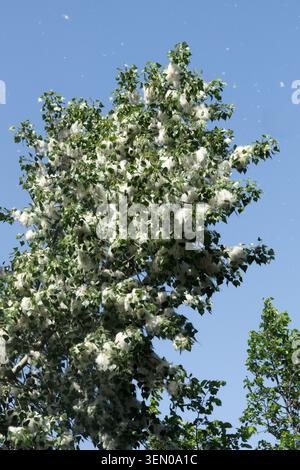 Black Poplar Populus nigra White Fluffy Stock Photo