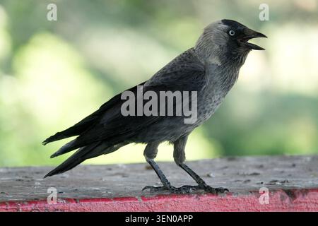 Western Jackdaw Coloeus monedula, Adult Jackdaw Stock Photo
