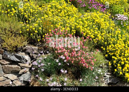 Pink flowers of Rock Rose Helianthemum 'Ben Hope',  growing next to yellow flowers Helianthemum Sterntaler and pink Dianthus on a stone wall Stock Photo