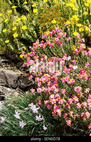 Pink flowers with yellow centers of Rock Rose Helianthemum 'Ben Hope' growing among stones in a Summer Garden Stock Photo