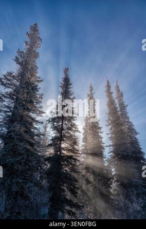 Tall evergreen trees with sunlight streaming through creating dramatic rays in a winter forest. Stock Photo
