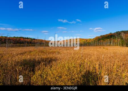 Vast field with dry grass under a clear blue sky and distant autumn-colored trees. Stock Photo