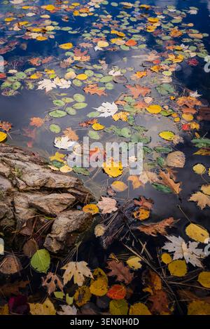 Autumn leaves float on a calm blue lake surrounded by rocks and reflections of clouds. Stock Photo