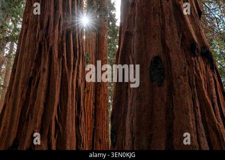 Tall rsequoia trees with sunlight streaming through branches in a forest setting. Stock Photo
