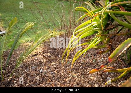 Close-up of vibrant green foliage and leaves in a sunlit garden with mulch-covered ground. Stock Photo