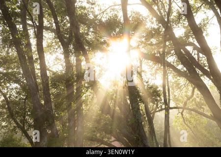 Sunlight streaming through dense trees in a serene forest setting with soft glowing beams Stock Photo