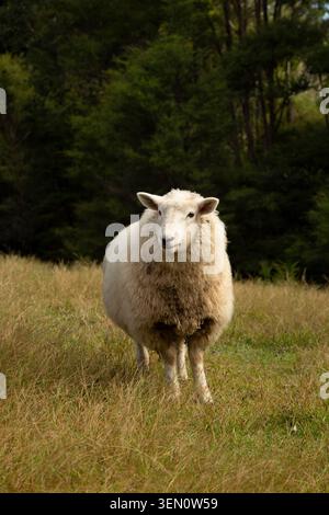 A lone fluffy sheep stands on a grassy field with dense trees in the background. Stock Photo