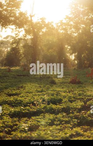 Lush green field with sunlight streaming through trees creating a serene atmosphere. Stock Photo