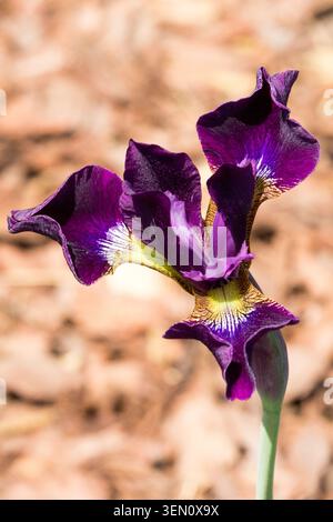Iris sibirica Supernatural Stock Photo