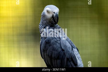 Intelligent African Grey Parrot Looking Back over its Shoulder Against a Blurred Green Background Stock Photo
