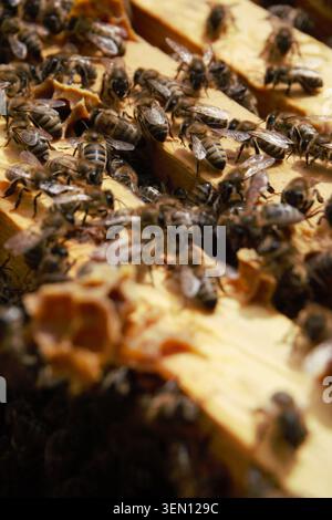 Working honey bees on frame in hive Stock Photo