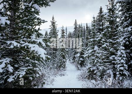 Snow-covered coniferous trees line a narrow path under a cloudy sky in a winter forest. Stock Photo