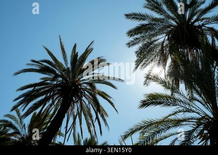 Palm trees silhouetted against a clear blue sky with sunlight peeking through leaves. Stock Photo