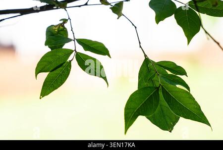 Green leaves on a tree branch Stock Photo