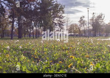 Dandelions growing in sunny park meadow Stock Photo