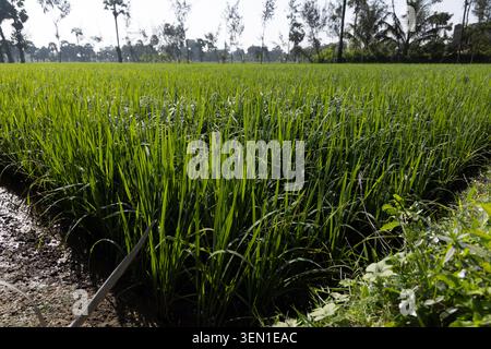 Dew on the grass in the sunny morning with beautiful soft bokeh effect. sunrise on the green grass Stock Photo