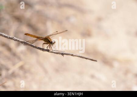 Female of the fire dragonfly (Crocothemis erythraea) sitting on a blade of grass in the Camargue, southern France. Stock Photo