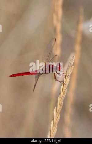 Male of the fire dragonfly (Crocothemis erythraea) sitting on a blade of grass in the Camargue, southern France. Stock Photo