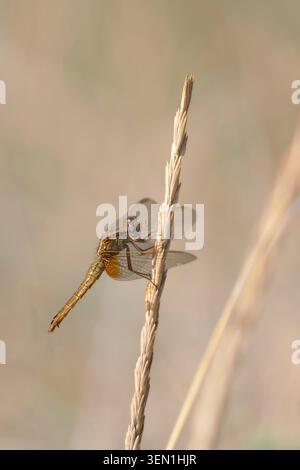 Female of the fire dragonfly (Crocothemis erythraea) sitting on a blade of grass in the Camargue, southern France. Stock Photo