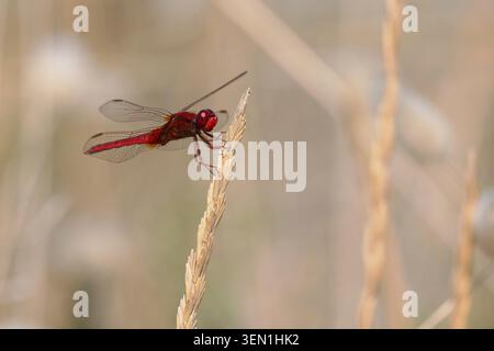 Male of the fire dragonfly (Crocothemis erythraea) sitting on a blade of grass in the Camargue, southern France. Stock Photo