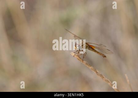 Female of the fire dragonfly (Crocothemis erythraea) sitting on a blade of grass in the Camargue, southern France. Stock Photo