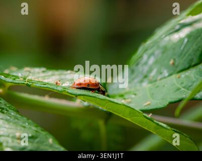 Macro shot of a tiny red ladybug resting on a wet green leaf covered in water droplets with a soft blurred background Stock Photo