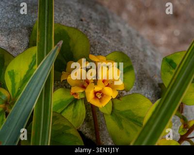 Bright yellow wildflowers blooming closely against a gray textured stone background framed by green and variegated plant leaves Stock Photo